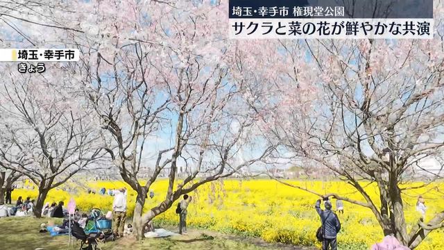 立体絵画の「権現堂公園の桜と菜の花」 権現堂公園の桜と菜の花