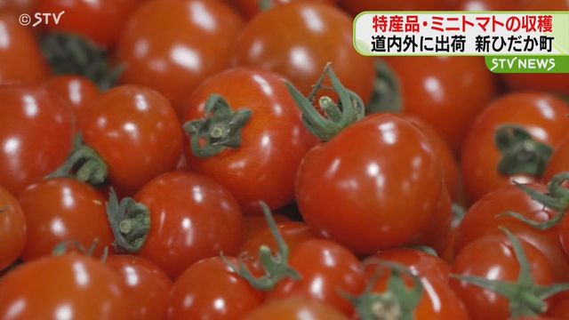ﾐﾆﾄﾏﾄ道内限定、R6年終了ありがとうございました 北海道産 ミニトマト フラガール 6kg（冷蔵便） | 北海道Uファーム