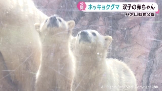 ホッキョクグマの双子の赤ちゃん 順調に育ち6月2日から一般