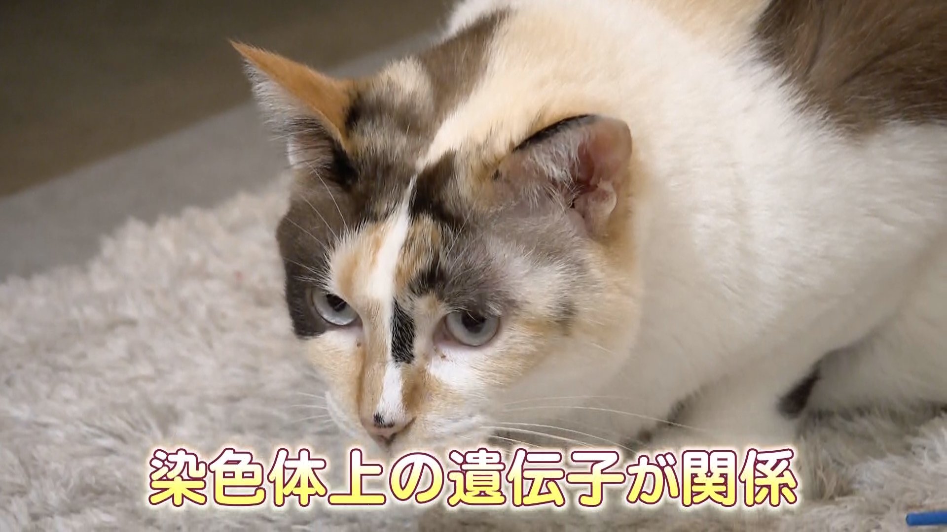 三毛猫の謎をついに解明 毛色を決める遺伝子特定 九州大学などの